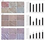 nNOS Antibody in Immunohistochemistry (IHC)