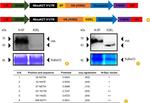 Influenza A H3N2 HA Antibody in Western Blot (WB)