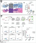 PARP1 Antibody in Immunohistochemistry (IHC)