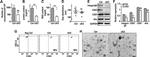 CD104 Antibody in Western Blot (WB)