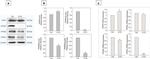 PPAR alpha Antibody in Western Blot (WB)