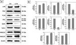 TSPO Antibody in Western Blot (WB)