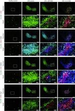 MHC Class II (I-A/I-E) Antibody in Immunohistochemistry (IHC)