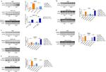 ISG15 Antibody in Western Blot (WB)