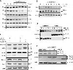 Bax Antibody in Western Blot (WB)