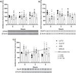 Apolipoprotein B Antibody in Western Blot (WB)