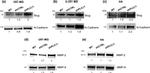 MMP9 Antibody in Western Blot (WB)