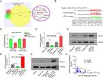 CPT1A Antibody in Western Blot (WB)