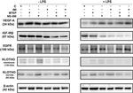 VEGF Antibody in Western Blot (WB)