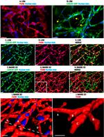 F4/80 Antibody in Immunocytochemistry, Immunohistochemistry (ICC/IF, IHC)