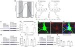 Estrogen Receptor beta Antibody in Western Blot, Immunohistochemistry (WB, IHC)