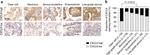 CXCL9 Antibody in Immunohistochemistry (IHC)