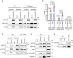 NOP56 Antibody in Western Blot (WB)