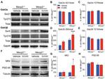 Phospho-GSK3B (Tyr216, Tyr279) Antibody in Western Blot (WB)