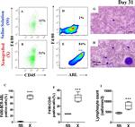 c-Abl Antibody in Flow Cytometry (Flow)