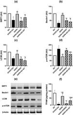 SIRT1 Antibody in Western Blot (WB)