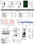 Tau Antibody in Immunoprecipitation (IP)