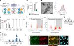 Tau Antibody in Immunoprecipitation (IP)