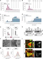 Tau Antibody in Immunoprecipitation (IP)