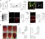 Tau Antibody in Immunoprecipitation (IP)