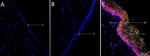 TNF alpha Antibody in Immunohistochemistry (IHC)