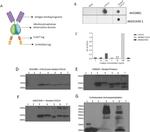 IL-8 (CXCL8) Antibody in Western Blot (WB)