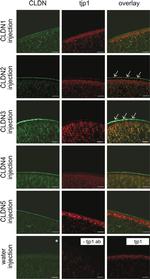 Claudin 3 Antibody in Immunohistochemistry (IHC)