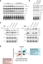 ETV5 Antibody in Western Blot (WB)