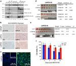 Nanog Antibody in Western Blot (WB)