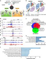 Nanog Antibody in ChIP Assay (ChIP)