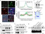 Nanog Antibody in Western Blot (WB)