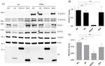 Phospho-STAT1 (Tyr701) Antibody in Western Blot (WB)