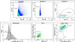 CD73 Antibody in Flow Cytometry (Flow)