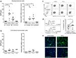 CD268 (BAFF Receptor) Antibody in Flow Cytometry (Flow)