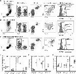 CD268 (BAFF Receptor) Antibody in Flow Cytometry (Flow)