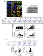 CD80 (B7-1) Antibody in Flow Cytometry (Flow)