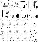 IL-17A Antibody in Flow Cytometry (Flow)