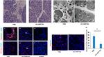 CD4 Antibody in Immunohistochemistry (IHC)