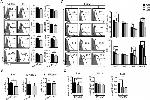 CD86 (B7-2) Antibody in Flow Cytometry (Flow)