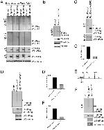 6x-His Tag Antibody in Immunoprecipitation (IP)