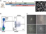 CD34 Antibody in Flow Cytometry (Flow)