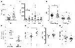 CD3e Antibody in Flow Cytometry (Flow)