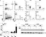 TCR beta Antibody in Flow Cytometry (Flow)