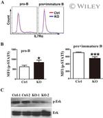 CD45R (B220) Antibody in Flow Cytometry (Flow)