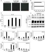 AIM2 Antibody in Western Blot (WB)