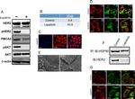 HSP90 beta Antibody