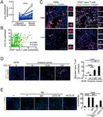 CD3 Antibody in Flow Cytometry (Flow)