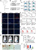 CD3 Antibody in Flow Cytometry (Flow)