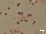 CD144 (VE-cadherin) Antibody in Immunocytochemistry (ICC/IF)