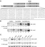 JAK2 Antibody in Western Blot (WB)